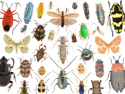 調查所得大多數昆蟲標本都被數位化公開放置於網頁上供公眾查詢 (攝影：姚錫宇、范皓鈞)